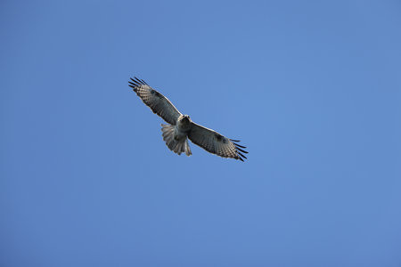 The eastern buzzard or Japanese buzzard (Buteo japonicus) is a medium to large bird of prey. This photo was taken in Japan.の写真素材