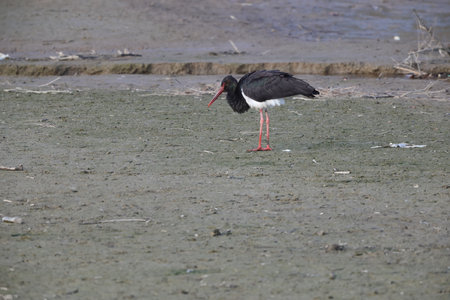 The black stork (Ciconia nigra) is a large bird in the stork family Ciconiidae. This photo was taken in Japan.の写真素材
