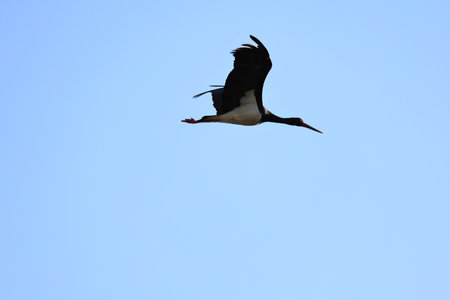 The black stork (Ciconia nigra) is a large bird in the stork family Ciconiidae. This photo was taken in Japan.の写真素材