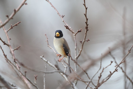 The Chinese grosbeak, yellow-billed grosbeak, or black-tailed hawfinch (Eophona migratoria) is a species of finch in the family Fringillidae. This photo was taken in Japan.の写真素材