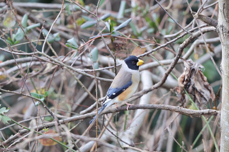The Chinese grosbeak, yellow-billed grosbeak, or black-tailed hawfinch (Eophona migratoria) is a species of finch in the family Fringillidae. This photo was taken in Japan.の写真素材