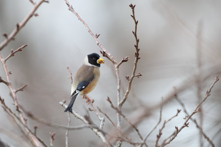 The Chinese grosbeak, yellow-billed grosbeak, or black-tailed hawfinch (Eophona migratoria) is a species of finch in the family Fringillidae. This photo was taken in Japan.の写真素材
