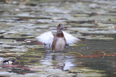 The falcated duck or falcated teal (Mareca falcata) is a gadwall-sized dabbling duck from the east Palearctic. This photo was taken in Japan.の写真素材