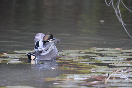 The falcated duck or falcated teal (Mareca falcata) is a gadwall-sized dabbling duck from the east Palearctic. This photo was taken in Japan.の写真素材