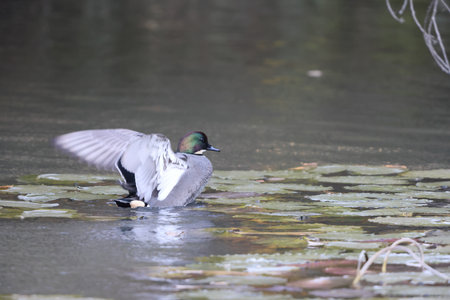 The falcated duck or falcated teal (Mareca falcata) is a gadwall-sized dabbling duck from the east Palearctic. This photo was taken in Japan.の写真素材