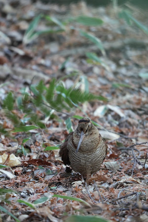 Eurasian woodcock (Scolopax rusticola) is a medium-small wading bird found in temperate and subarctic Eurasia. This photo was taken in Japan.の写真素材