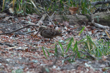 Eurasian woodcock (Scolopax rusticola) is a medium-small wading bird found in temperate and subarctic Eurasia. This photo was taken in Japan.の写真素材