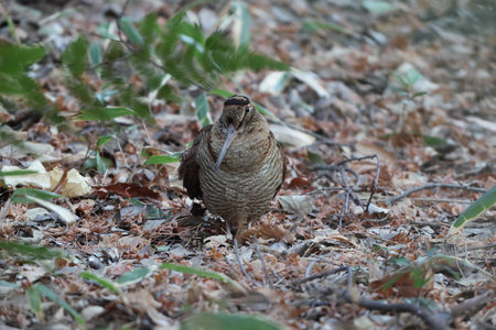 Eurasian woodcock (Scolopax rusticola) is a medium-small wading bird found in temperate and subarctic Eurasia. This photo was taken in Japan.の写真素材