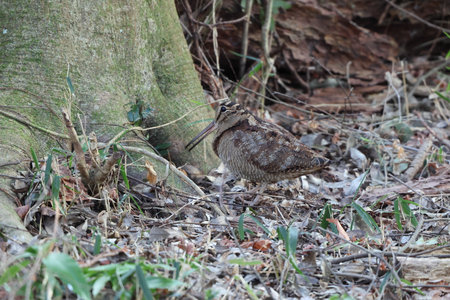 Eurasian woodcock (Scolopax rusticola) is a medium-small wading bird found in temperate and subarctic Eurasia. This photo was taken in Japan.の写真素材