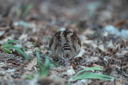 Eurasian woodcock (Scolopax rusticola) is a medium-small wading bird found in temperate and subarctic Eurasia. This photo was taken in Japan.の写真素材