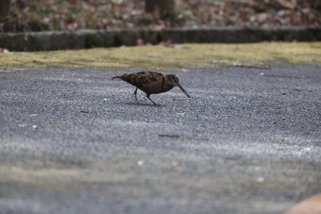 Eurasian woodcock (Scolopax rusticola) is a medium-small wading bird found in temperate and subarctic Eurasia. This photo was taken in Japan.の写真素材