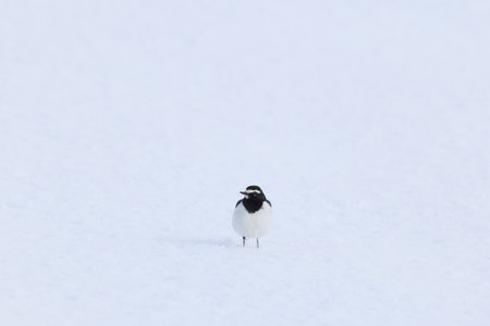 Japanese wagtail (Motacilla grandis) is a species of bird in the pipit and wagtail family Motacillidae. It is native to Japan and Korea.の写真素材