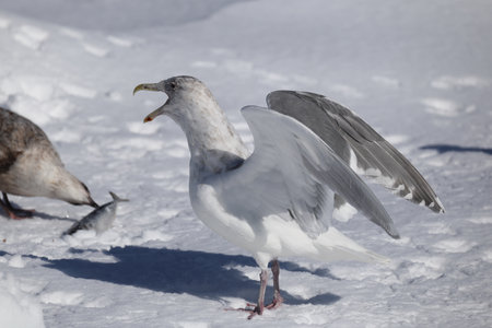 The glaucous-winged gull (Larus glaucescens) is a large, white-headed gull. This photo was taken in Hokkaido, Japan.の写真素材