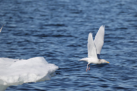 The glaucous gull (Larus hyperboreus hyperboreus) is a large gull, the second-largest gull in the...