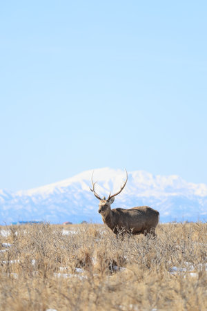 Hokkaido Sika Deer (Cervus nippon yesoensis) in Hokkaido, Japanの写真素材