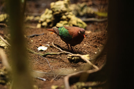 Stephan's emerald dove also known as Stephan's dove (Chalcophaps stephani) is a species of bird in...