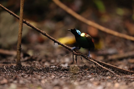 Wilson's bird-of-paradise (Diphyllodes respublica) is a species of passerine bird of the family...
