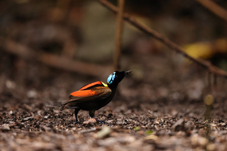 Wilson's bird-of-paradise (Diphyllodes respublica) is a species of passerine bird of the family Paradisaeidae.This photo was taken in Waigeo island, Indonesia.の写真素材