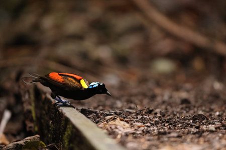 Wilson's bird-of-paradise (Diphyllodes respublica) is a species of passerine bird of the family Paradisaeidae.This photo was taken in Waigeo island, Indonesia.の写真素材