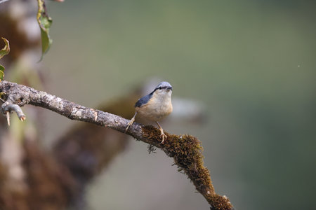 The white-tailed nuthatch (Sitta himalayensis) is a species of bird in the family Sittidae. It ranges across the northern and northeastern parts of the Indian Subcontinentの写真素材