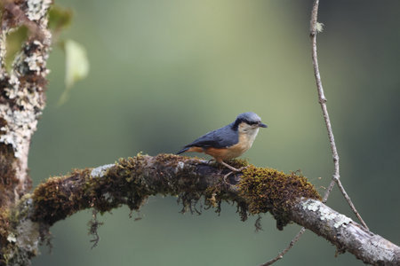 The white-tailed nuthatch (Sitta himalayensis) is a species of bird in the family Sittidae. It ranges across the northern and northeastern parts of the Indian Subcontinentの写真素材