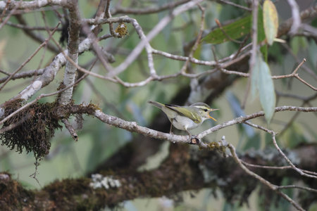 The western crowned warbler (Phylloscopus occipitalis) in North Indiaの写真素材