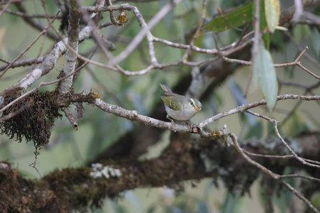 The western crowned warbler (Phylloscopus occipitalis) in North Indiaの写真素材