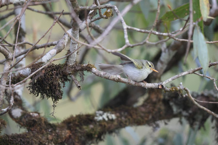 The western crowned warbler (Phylloscopus occipitalis) in North Indiaの写真素材