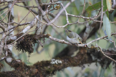The western crowned warbler (Phylloscopus occipitalis) in North Indiaの写真素材