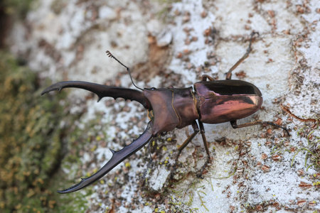 Peleng Metallic Stag Beetle (Cyclommatus metallifer finae) male in Indonesiaの写真素材