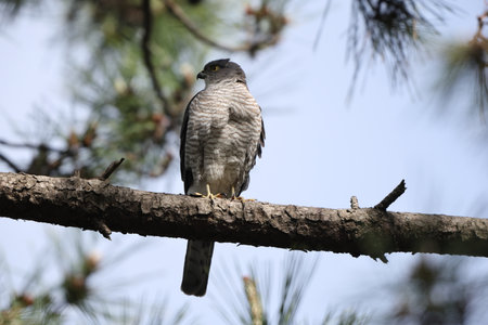Goshawk, Accipiter nisus, single bird on branch, Floridaの写真素材