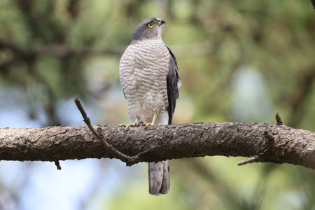Northern goshawk, Accipiter nisus, single bird on branch, South Africaの写真素材