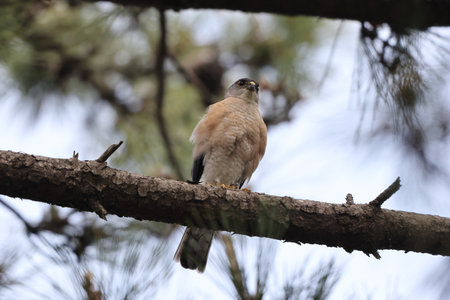 The Japanese sparrowhawk (Tachyspiza gularis) is a bird of prey in the family Accipitridae. This photo was taken in Japan.の写真素材