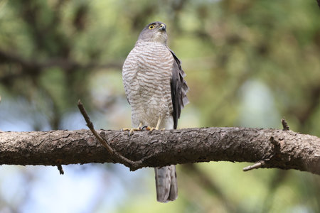 The Japanese sparrowhawk (Tachyspiza gularis) is a bird of prey in the family Accipitridae. This photo was taken in Japan.の写真素材