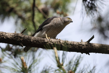 The Japanese sparrowhawk (Tachyspiza gularis) is a bird of prey in the family Accipitridae. This photo was taken in Japan.の写真素材