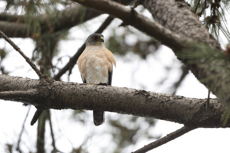 The Japanese sparrowhawk (Accipiter gularis) is a bird of prey in the family Accipitridae. This photo was taken in Japan.の写真素材