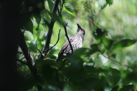 Asian glossy starling (Aplonis panayensis) is a species of starling in the family Sturnidae.This photo was taken in Japan.の写真素材