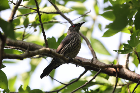 Asian glossy starling (Aplonis panayensis) is a species of starling in the family Sturnidae.This...
