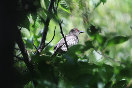 Asian glossy starling (Aplonis panayensis) is a species of starling in the family Sturnidae.This photo was taken in Japan.の写真素材