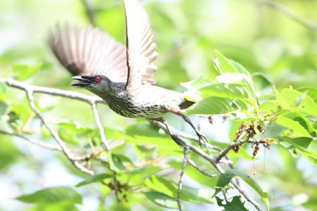 Asian glossy starling (Aplonis panayensis) is a species of starling in the family Sturnidae.This photo was taken in Japan.の写真素材