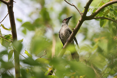 Asian glossy starling (Aplonis panayensis) is a species of starling in the family Sturnidae.This photo was taken in Japan.の写真素材