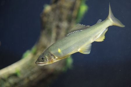 The ayu sweetfish (Plecoglossus altivelis), or sweetfish, is a species of fish. It is the only...