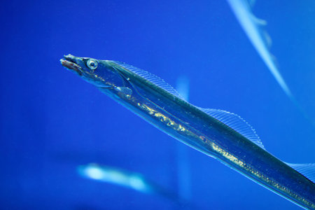Japanese cutlassfish or largehead hairtail (Trichiurus lepturus) or beltfish is a member of the...