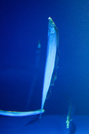 Japanese cutlassfish or largehead hairtail (Trichiurus lepturus) or beltfish is a member of the cutlassfish family, Trichiuridae.の写真素材