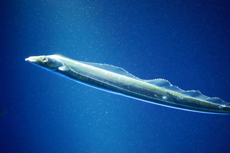 Japanese cutlassfish or largehead hairtail (Trichiurus lepturus) or beltfish is a member of the...