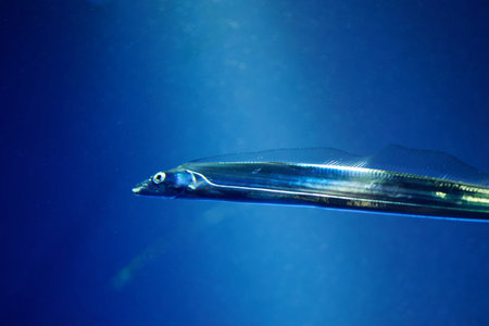 Japanese cutlassfish or largehead hairtail (Trichiurus lepturus) or beltfish is a member of the cutlassfish family, Trichiuridae.の写真素材