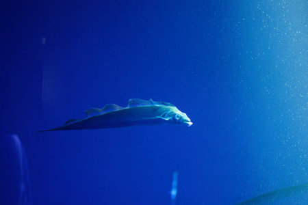 Japanese cutlassfish or largehead hairtail (Trichiurus lepturus) or beltfish is a member of the...