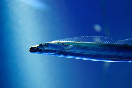 Japanese cutlassfish or largehead hairtail (Trichiurus lepturus) or beltfish is a member of the cutlassfish family, Trichiuridae.の写真素材