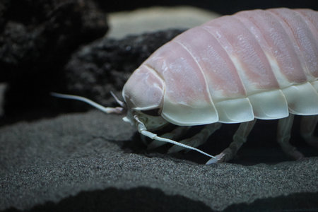 Giant Isopod (Bathynomus giganteus) in Japan