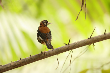 Red-backed thrush(Geokichla erythronota) in Sulawesi Island, Indonesiaの写真素材